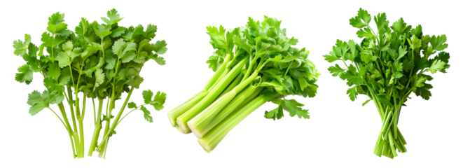 Set of Green Chinese celery or cilantro isolated on a white transparent background. Perfect for salads, various cooking methods, and healthy, nutritious dishes