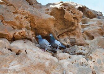 Two city doves on the limestone rock formation on coast cliff, the natural monument of Ajuy, Fuerteventura, Canary Islands. (Columba livia domestica)