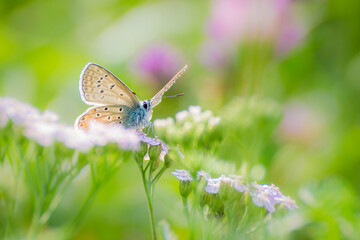 Farfalla sul fiore 