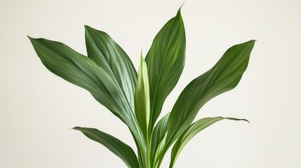 Obraz premium A green plant sits in a white vase on a table, perfect for decorating and adding some natural beauty to any space