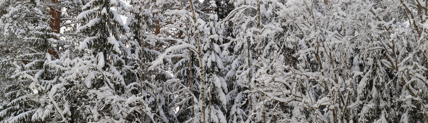 Winter forest scene covered in fresh thick snow. Texture of tall trees. Branches heavy with snow. Tranquility and natural beauty. Countryside outdoor background banner.