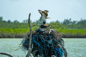 osprey building nest with plastic in Sian Ka'an Lagoon near Tulum Quintana Roo Mexico