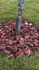A tree stump is covered in brown leaves and twigs. The leaves are red and scattered around the stump