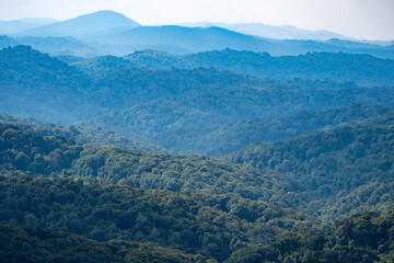 A lush green Nyungwe Forest filled with an abundance of trees and bushes, Rwanda