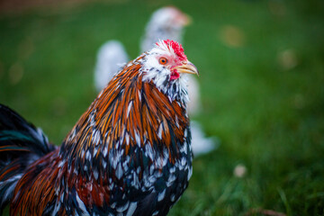 Close-up of a bantam rooster with orange, black, and white feathers, a red comb, and sharp eyes against a green background, showcasing its compact frame and colorful plumage