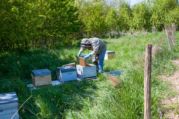 Apiculture - visite de printemps du rucher d'un apiculteur