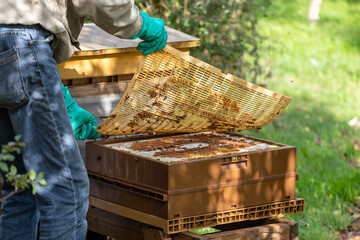 Apiculture - Apiculteur tenant  une grille à reine au dessus d'une ruche pendant la visite sanitaire d'un rucher