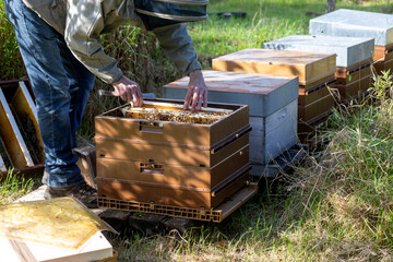 Apiculture - Apiculteur tenant un cadre de cire au dessus d'une ruche, lors d'une visite sanitaire et inspection des ruches.