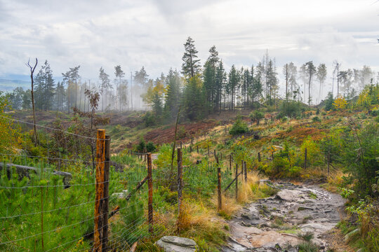 A serene landscape unfolds at Ostas Table Mountain near Broumov, Czechia, featuring winding trails bordered by lush greenery and misty trees, inviting exploration in nature's tranquility.