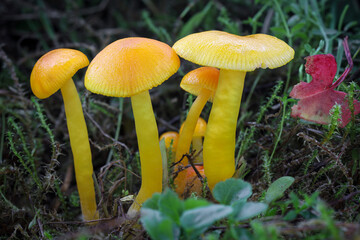 Hygrocybe ceracea mushrooms commonly known as Butter Waxcap