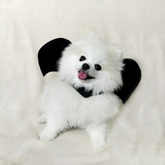 Adorable pomeranian on a cream background in a bat costume. © Monika