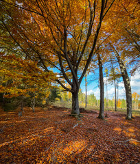 Sunny day under colorful autumn giant beech trees and blue sky