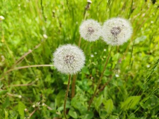 dandelion on grass