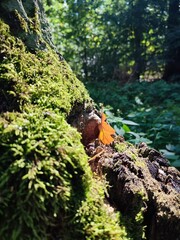 moss on the rock