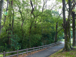 秋の公園の森と散策道の風景
