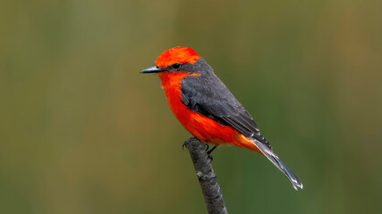 Vermilion Flycatcher, Pyrocephalus rubinus, beautiful little red bird perching, male