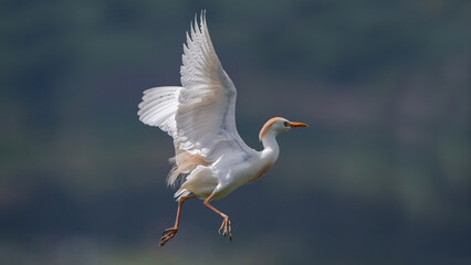 Cattle Egret (Bubulcus Ibis) flying in Chobe National Park