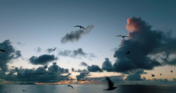 Spectacular aerial of hundreds of brown noddy terns returning to evening roost at sunset
