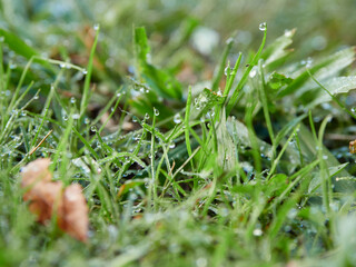 秋の朝の公園の野原の野草と朝露の水滴の風景