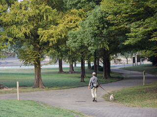 秋の公園で犬を連れて散歩するシニア男性の姿