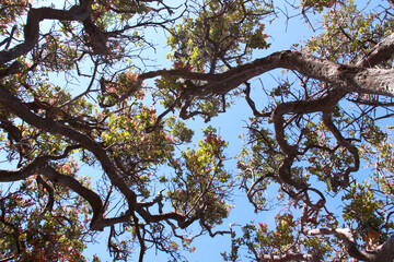 tree branches against sky
