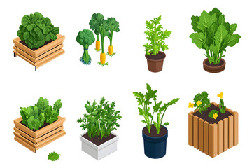Fototapeta premium Isometric Vegetables and herbs growing in raised bed isolated on white