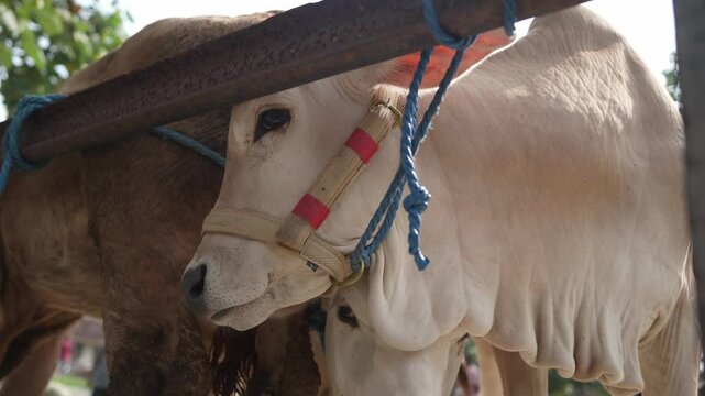 Selling cows in the animal market