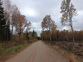 Road in forest in Siauliai county during cloudy autumn day. Oak and birch tree woodland. Cloudy day with white clouds in blue sky. Bushes are growing in woods. Sandy road. Nature. Fall season. Miskas.