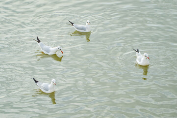 Seagulls are swimming in the water