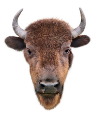 アメリカバイソン