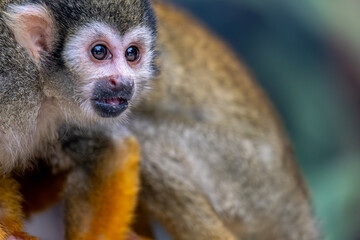 A macaque monkey in close-up.