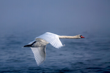 A swan in flight over water in the fog