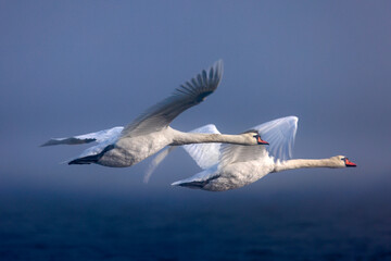 A swan in flight over water in the fog