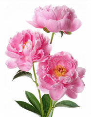 Obraz premium Pink peony flowers isolated on white background