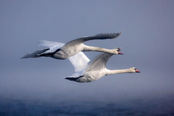 A swan in flight over water in the fog