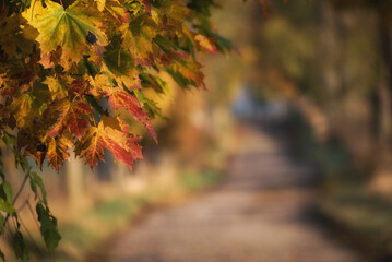 GOLDEN AUTUMN LANDSCAPE  - Colorful maple leaves along a old country road
