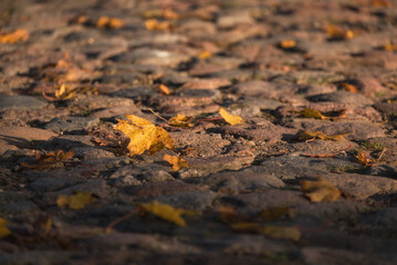 GOLDEN AUTUMN LANDSCAPE - Yellowed maple leaves on old cobblestone country road
