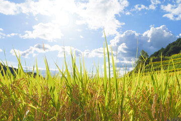 Fototapeta premium Blue autumn sky, rice fields, ears of rice just before harvest