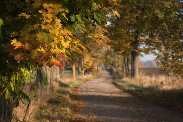 Naklejka premium GOLDEN AUTUMN LANDSCAPE - Colorful maple leaves along a old country road 