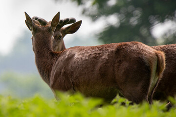 deer in the grass