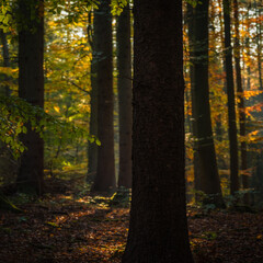 GOLDEN AUTUMN IN THE FOREST - Beech trees and their colorful leaves in the sunlight © Wojciech Wrzesień