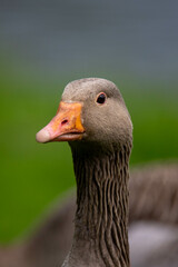 goose