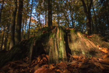 FOREST - Trunk of a cut deciduous tree
