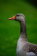 goose