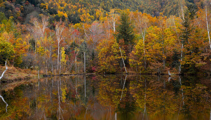 紅葉する木々が映り込む池　乗鞍高原