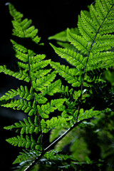 green fern leaves