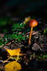 tiny mushroom in the forest