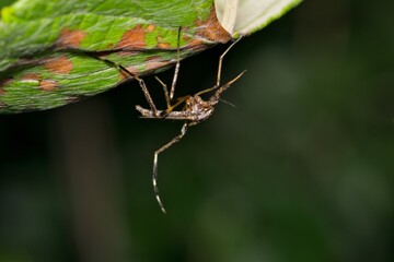 Mosquito Psorophora howardii insect nature West Nile virus Ross River fever Zika Malaria.	