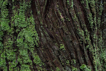 苔の生えたスギの木の表面