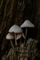 mushrooms in the forest